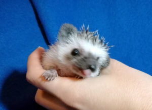 mały jeż pigmejski miot A sprzedam