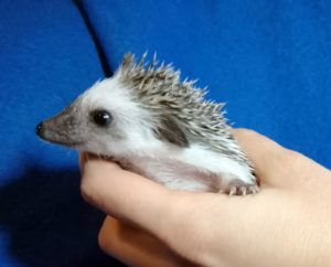 mały jeż pigmejski miot A sprzedam