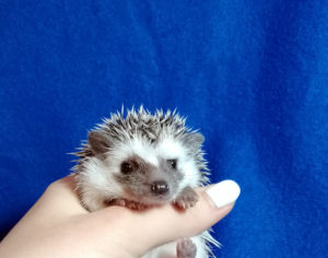 mały jeż pigmejski miot A sprzedam