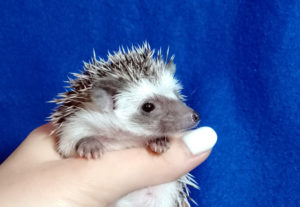 mały jeż pigmejski miot A sprzedam