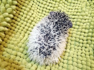 mały jeż pigmejski miot A sprzedam