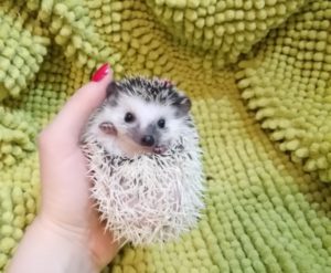 mały jeż pigmejski miot A sprzedam