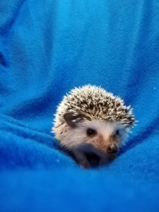 mały jeż pigmejski miot A sprzedam