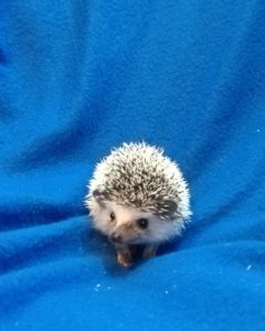 mały jeż pigmejski miot A sprzedam