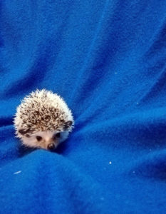 mały jeż pigmejski miot A sprzedam