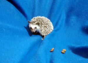 mały jeż pigmejski miot A sprzedam