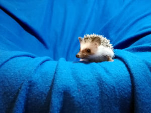 mały jeż pigmejski miot A sprzedam