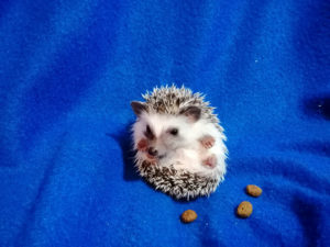 mały jeż pigmejski miot A sprzedam