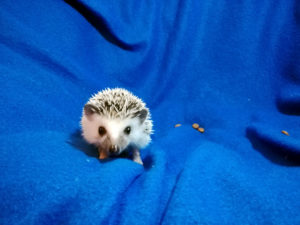 mały jeż pigmejski miot A sprzedam