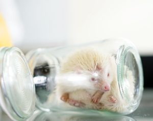 Aksamitka jeż pigmejski