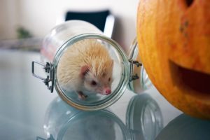 Aksamitka jeż pigmejski