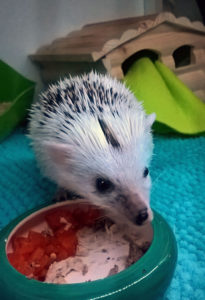 Jeż pigmejski karma