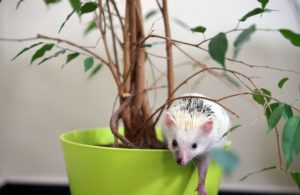 Jeż pigmejski zachowanie