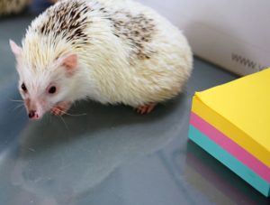 Jeż pigmejski split face