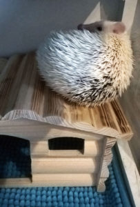 Jeż pigmejski zachowanie