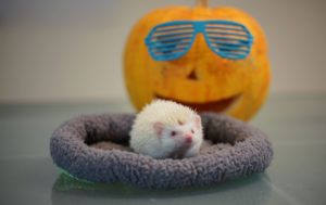 Jeż pigmejski albinos