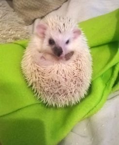 Jeż pigmejski pinto split face