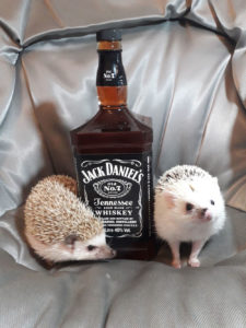 Jeż pigmejski kolory