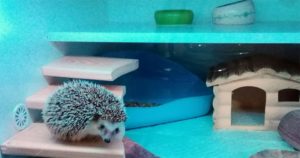 Jeż pigmejski terrarium