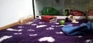 Jeż pigmejski wybieg