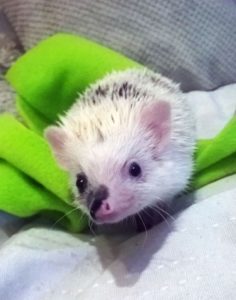 Jeż pigmejski pinto