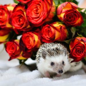 mały jeż pigmejski miot A sprzedam