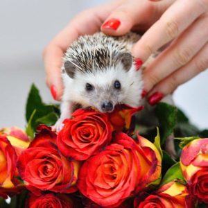 mały jeż pigmejski miot A sprzedam