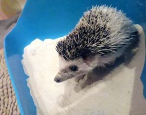 mały jeż pigmejski miot A kąpiel piaskowa