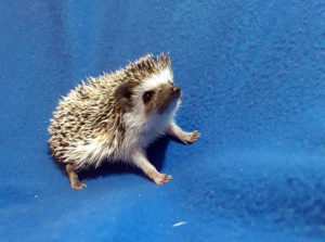 mały jeż pigmejski miot A sprzedam