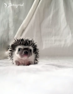 mały jeż pigmejski miot B sprzedam