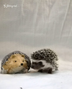 mały jeż pigmejski miot B sprzedam