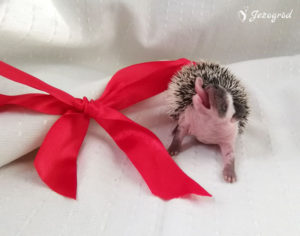 mały jeż pigmejski miot B sprzedam