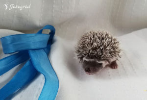 mały jeż pigmejski miot B sprzedam