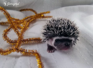 mały jeż pigmejski miot B sprzedam