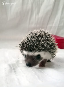 mały jeż pigmejski miot B sprzedam