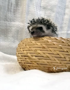 mały jeż pigmejski miot B sprzedam