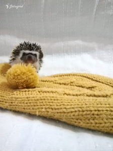 mały jeż pigmejski miot B sprzedam