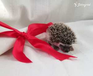 mały jeż pigmejski miot B sprzedam