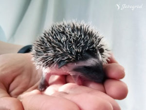 mały jeż pigmejski miot B sprzedam