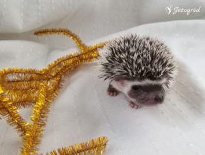 mały jeż pigmejski miot B sprzedam