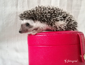 mały jeż pigmejski miot B sprzedam