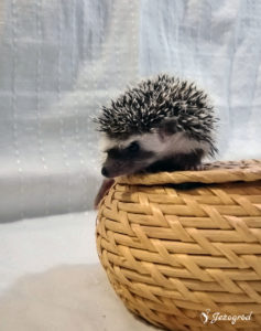 mały jeż pigmejski miot B sprzedam
