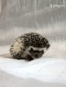 mały jeż pigmejski miot B sprzedam