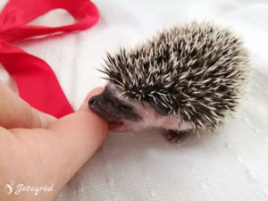 mały jeż pigmejski miot B sprzedam