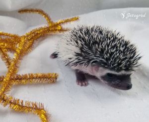 mały jeż pigmejski miot B sprzedam