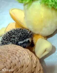 mały jeż pigmejski miot B sprzedam