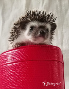 mały jeż pigmejski miot B sprzedam