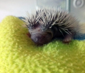 mały jeż pigmejski miot B sprzedam