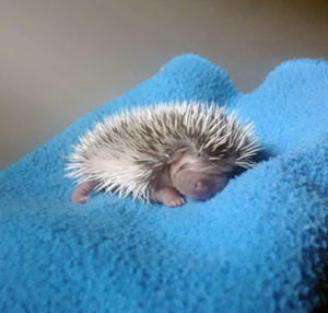 mały jeż pigmejski miot B sprzedam