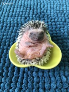 mały jeż pigmejski miot B sprzedam